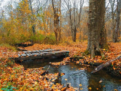 Wooden bridge over a small river in a yellow autumn forest