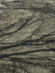 サクラの花びら散る春の水元公園の枯れ木の木陰の映る遊歩道風景