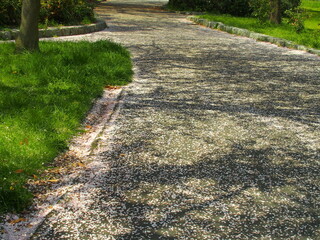 桜の花びら散る遊歩道のある春の水元公園風景