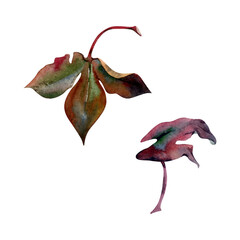 Dark brown leaves of autumn or spring flowers, plant tree or bush, botanical illustration hand drawn in watercolor. Single object isolated on white for wedding, florist shop, scrapbooking, decoupage.