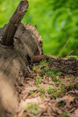 close up of a pine cone