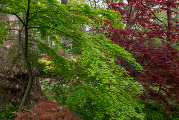 Natura. Bosco e foresta con fogliame verde e rosso