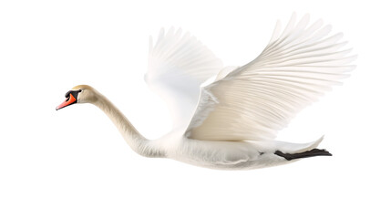 A graceful swan gliding with its wings slightly spread isolated on a transparent background, PNG