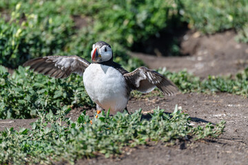 Puffin on the ground on Inner Farne Island in the Farne Islands, Northumberland, England