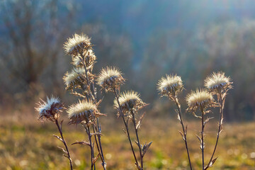 Dried plant Carlina vulgaris (carline thistle) close-up in a wild field