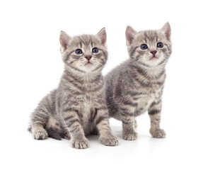 Two gray kittens.