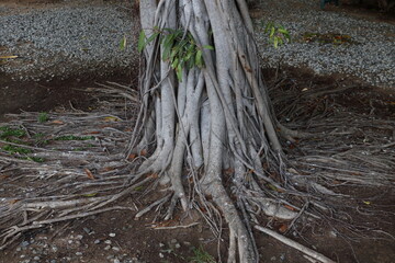 Gray bark trunk of banyan tree and root expanding on ground.