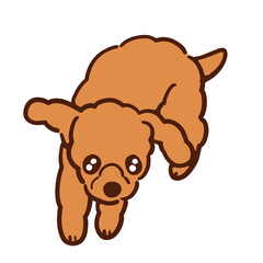 キラキラお目目で待ちの姿勢な我が家の愛犬ショコラ