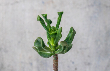 Money Tree Crassula Froggy. Monster. Sukulent. Bonsai style. Plant for home