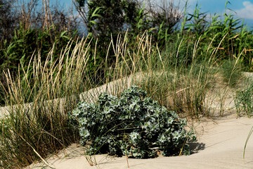 plage de Pi&eacute;manson au bord de la mer M&eacute;diterran&eacute;e