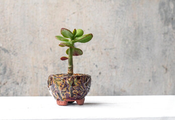 Money Tree Crassula Denethor. Sukulent. Bonsai style. Plant for home