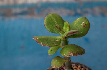 Money Tree Crassula Denethor. Sukulent. Bonsai style. Plant for home