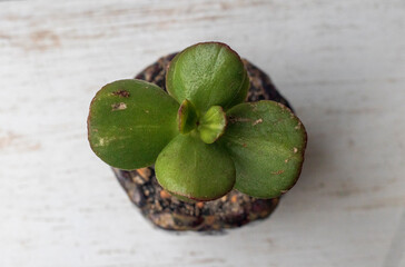 Money Tree Crassula Denethor. Sukulent. Bonsai style. Plant for home