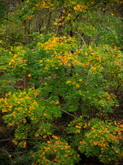 Small rustic bridge in the village of Lapeyre in Aveyron in France