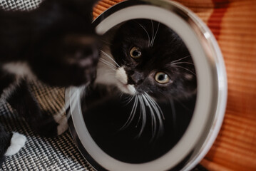 black kitten with yellow eyes and white whiskers looks into a makeup mirror