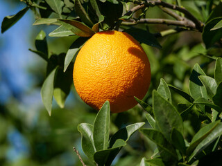 an orange, surrounded by the leaves of its tree, ripening in the autumn sun, under a blue sky, preparing for harvest