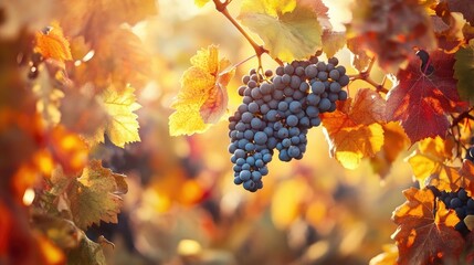 Close-Up of Grapes Hanging from Autumn Vines in Soft Golden Light