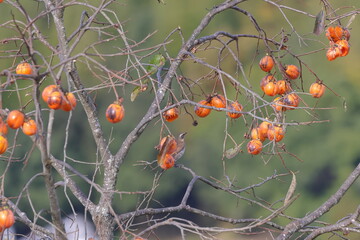 Dusky Thrush eating ripe persimmon