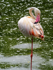 Greater Flamingo