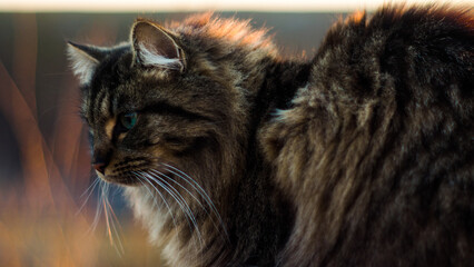 Portrait d'un magnifique chat européen, durant le coucher du soleil