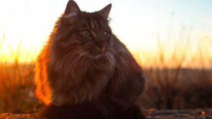 Portrait d'un magnifique chat européen, durant le coucher du soleil