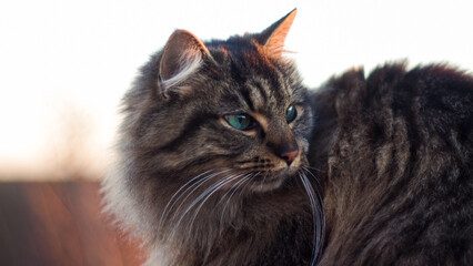 Portrait d'un magnifique chat européen, durant le coucher du soleil