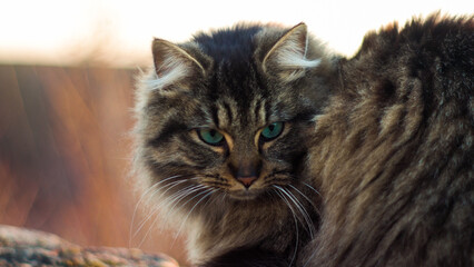 Portrait d'un magnifique chat européen, durant le coucher du soleil