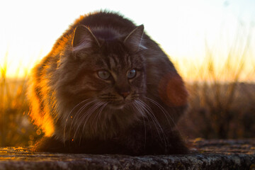 Portrait d'un magnifique chat européen, durant le coucher du soleil