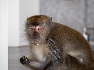 Long-tailed Macaque