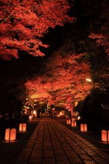 紅葉夜景　石山寺