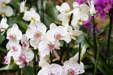 Orchids one of the largest and most diverse groups of flowering plants. Park of tropical plants...