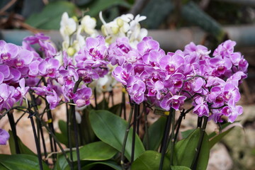 Orchids one of the largest and most diverse groups of flowering plants. Park of tropical plants...