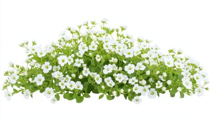 Delicate White Flowers in Full Bloom