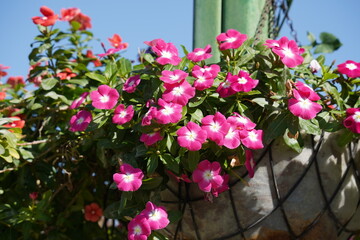 Catharanthus ovalis flower blooming in a garden