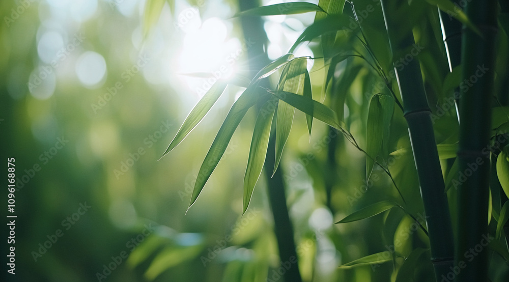 Poster sunlight filters through lush bamboo foliage in a serene natural setting, creating a peaceful atmosp