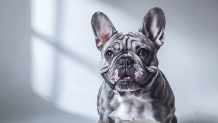 a playful French Bulldog with a stocky build and large expressive ears against an isolated white background