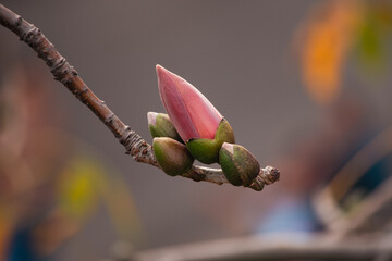 木棉花花苞