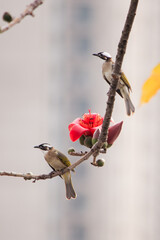 木棉花与鸟