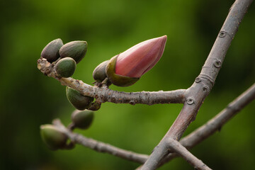 木棉花花苞