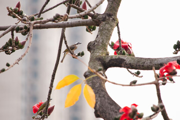 木棉花与鸟