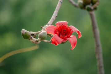 绽放的木棉花