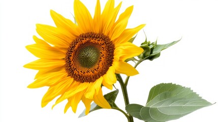 Naklejka premium Stunning Sunflower in Full Bloom