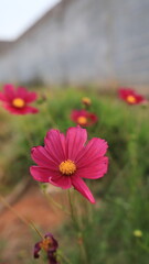 Beautiful Pink Flower in Full Bloom, Capturing the Delicate and Vibrant Color, Symbolizing Love and Grace, Perfect for Adding a Touch of Elegance and Beauty to Any Floral Arrangement