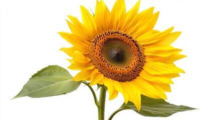 Stunning Sunflower in Vivid Yellow
