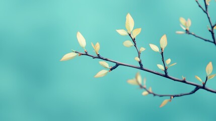 Delicate Green Branch with Young Leaves Against Soft Turquoise Background, Symbolizing Growth, Renewal, and the Beauty of Nature in Springtime