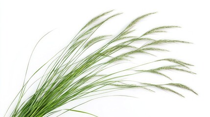 Fresh Green Grass Closeup