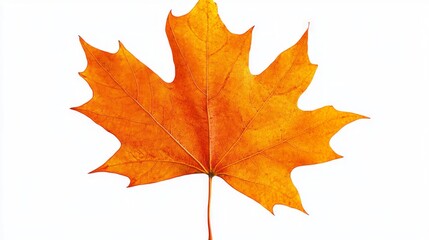 Autumnal Maple Leaf - Vibrant Fall Foliage