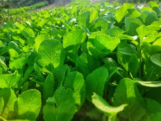 fresh mustard greens in the garden
