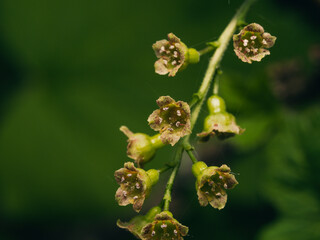 close up of fresh young flowers