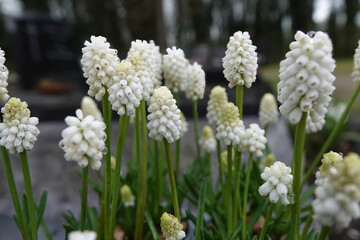 White Grape Hyacinths in Bloom